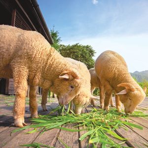 VetClean Urinary Health Supplement