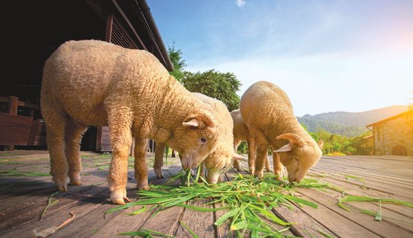 VetClean Urinary Health Supplement
