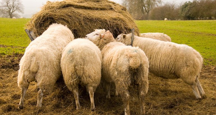 PetCalm Travel Spray