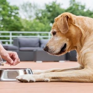 VetCoat Skin Treatment